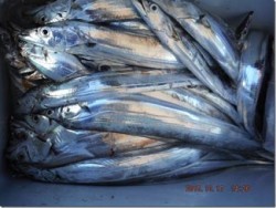 からこと丸 釣果