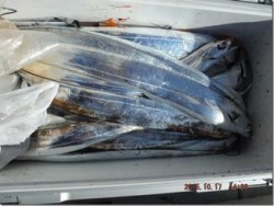 からこと丸 釣果