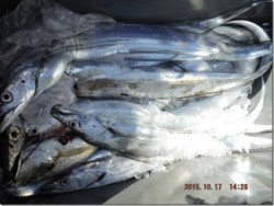 からこと丸 釣果