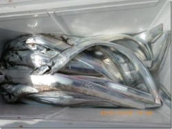 からこと丸 釣果