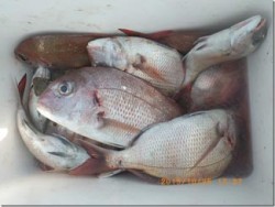 からこと丸 釣果