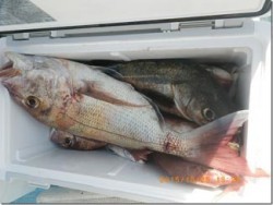 からこと丸 釣果