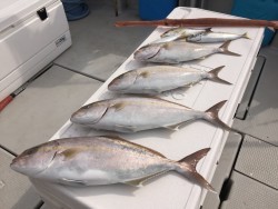 オーシャンキッズ 釣果