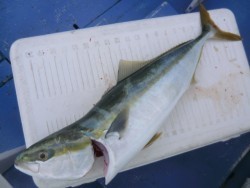 ＢＩＧ－ＯＮＥ 釣果