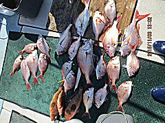 遊漁船 未紗奈 釣果