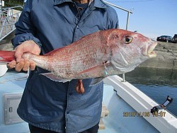 遊漁船 未紗奈 釣果