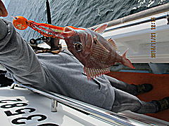 遊漁船 未紗奈 釣果