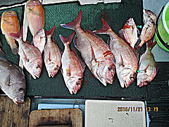 遊漁船 未紗奈 釣果