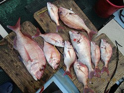 遊漁船 未紗奈 釣果