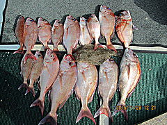 遊漁船 未紗奈 釣果