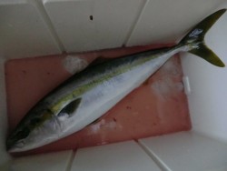 ＢＩＧ－ＯＮＥ 釣果