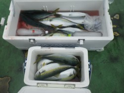 sea boss　シーボス 釣果