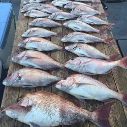 ゲームフィッシング バレントン 釣果