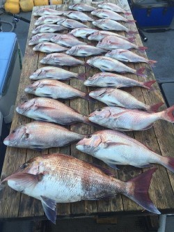 ゲームフィッシング バレントン 釣果