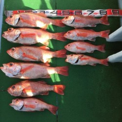 第二隆星丸 釣果