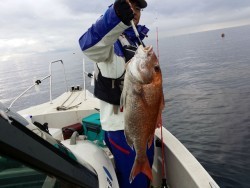 鯛多ニック 釣果
