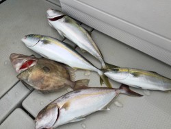 オーシャンキッズ 釣果