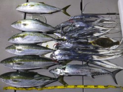 Hit Rush(ヒット ラッシュ） 釣果…