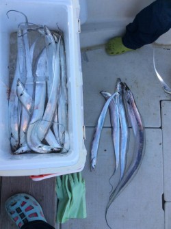 アンタレス 釣果