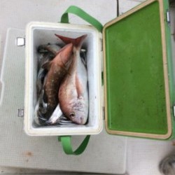 アンタレス 釣果