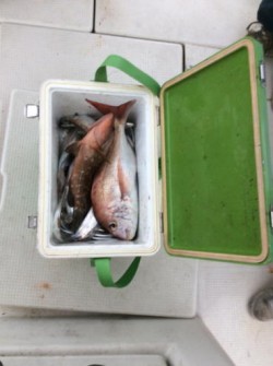 アンタレス 釣果