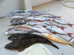 アンタレス 釣果