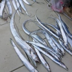 アンタレス 釣果