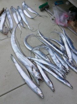 アンタレス 釣果