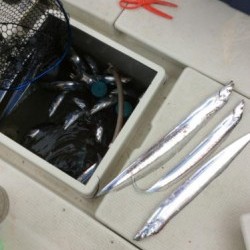 アンタレス 釣果