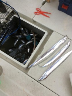 アンタレス 釣果