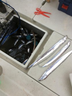 アンタレス 釣果