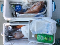 アンタレス 釣果