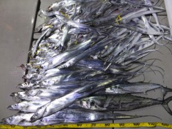 Hit Rush(ヒット ラッシュ） 釣果…