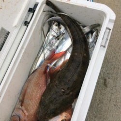 アンタレス 釣果