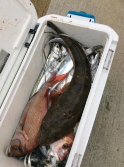 アンタレス 釣果