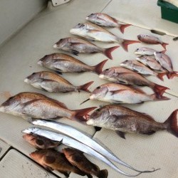 アンタレス 釣果