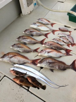 アンタレス 釣果