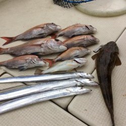 アンタレス 釣果