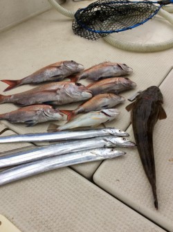 アンタレス 釣果