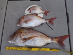 Hit Rush(ヒット ラッシュ） 釣果…