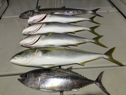 オーシャンキッズ 釣果