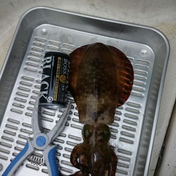 波高いボートエギング