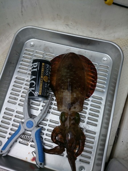 波高いボートエギング