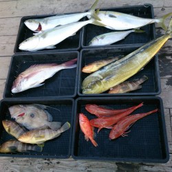 長久マリン（レンタルボート）釣果報告