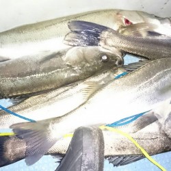 ボートシーバス