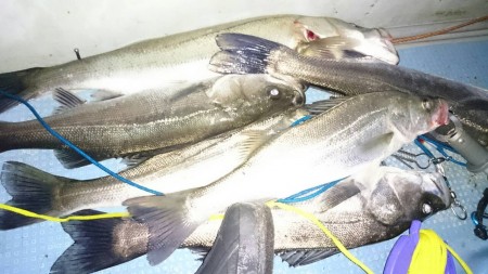 ボートシーバス