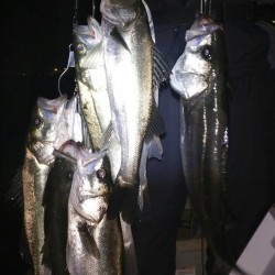 渋かったシーバス！