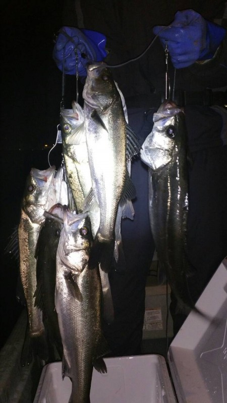 渋かったシーバス！