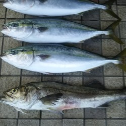 プレジャーにて白石