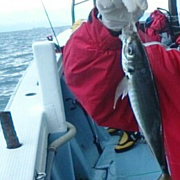 ノマセでメジロ&マダイ～五目でアジ…